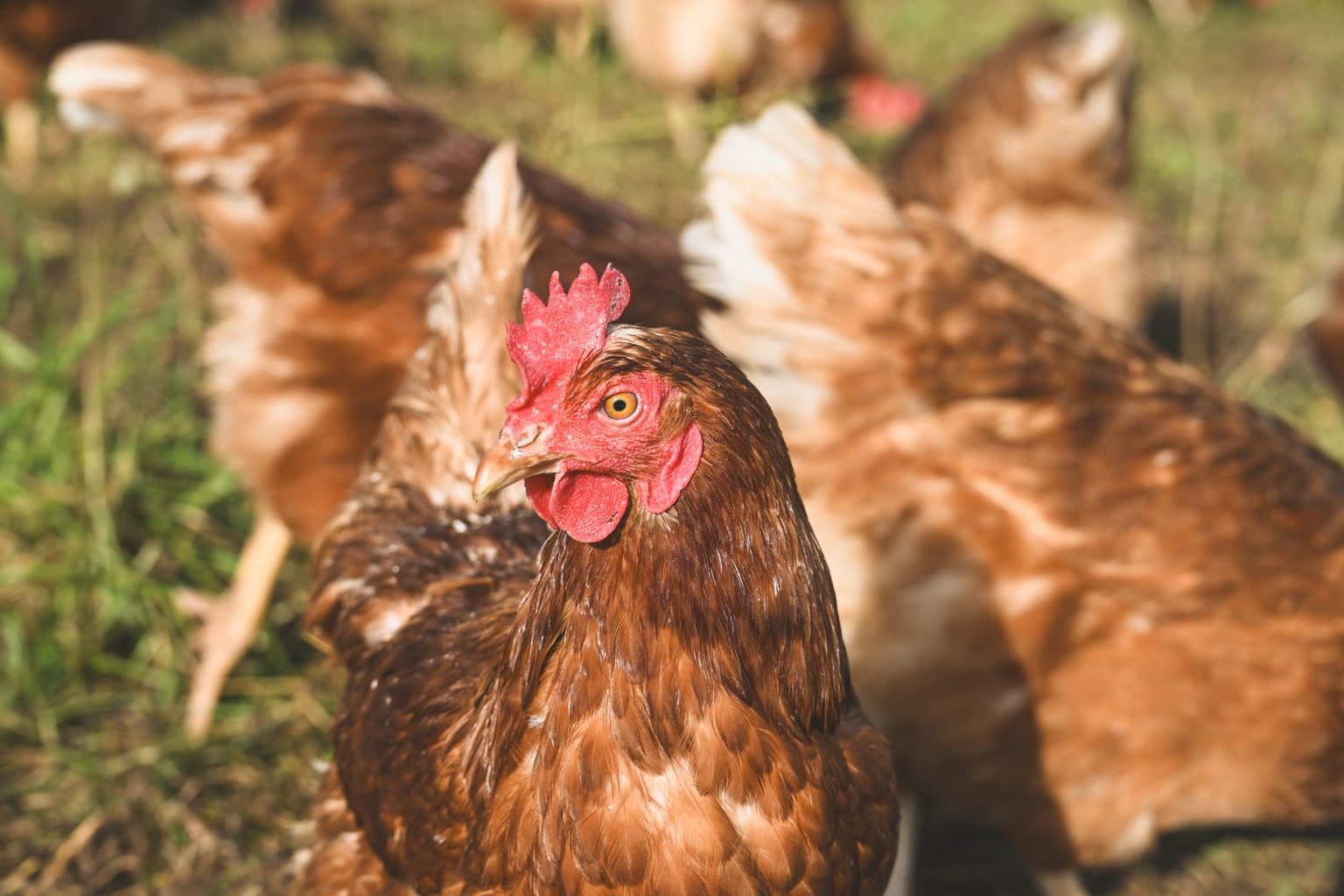 CHICKEN SALAD CHICK TO OPEN FIRST RESTAURANT IN PENNSYLVANIA