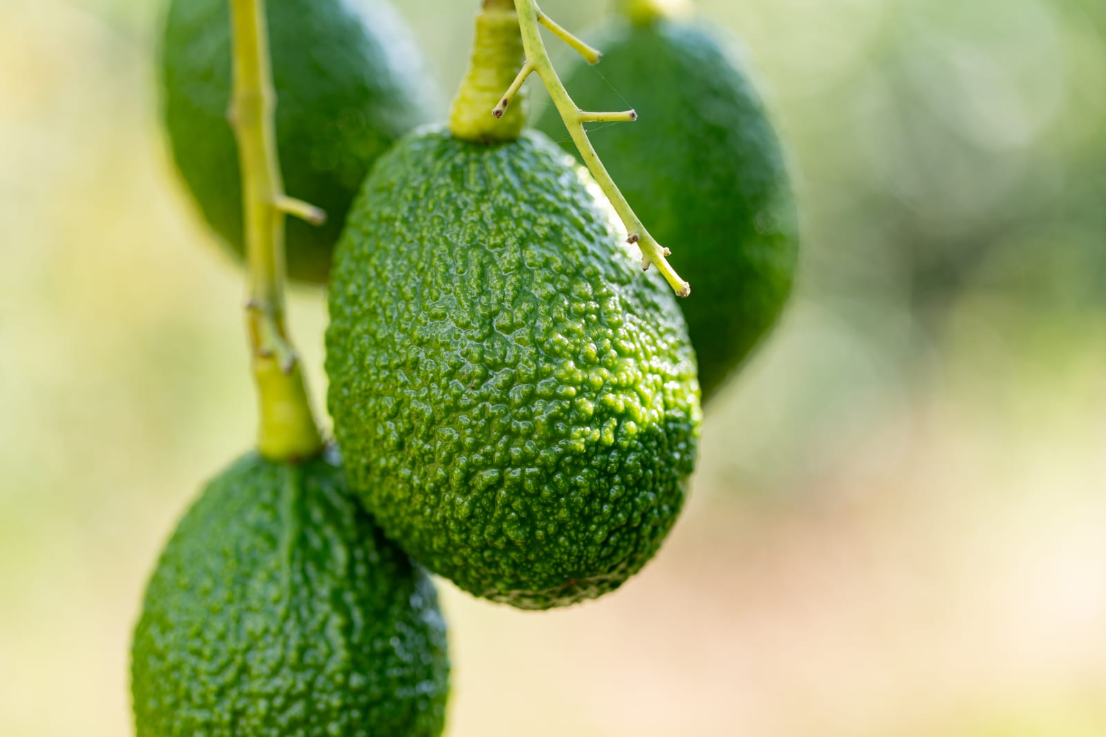 Colombia Avocado Board Launches Foodservice Resources at IFPA